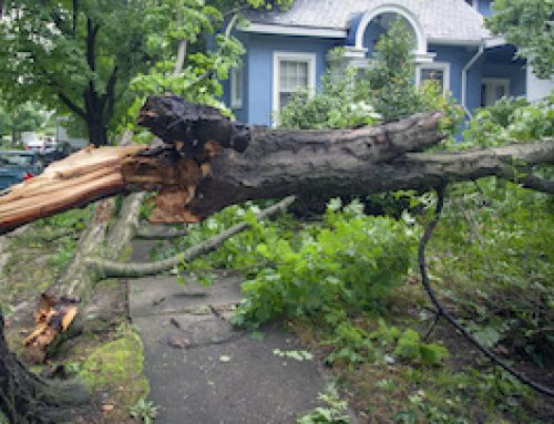 Minimize Property Damage from Trees