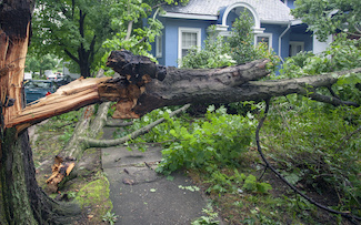 Minimize Property Damage from Trees